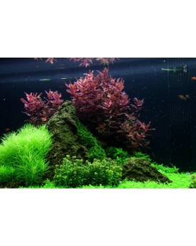 Rotala macrandra plante a tiges rouges en aquarium
