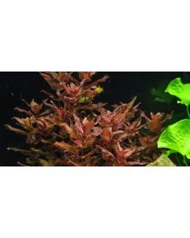 Rotala macrandra plante a tiges rouges en aquarium
