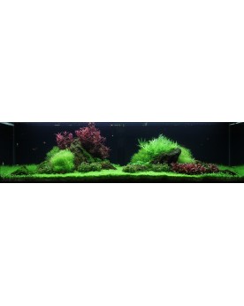 Rotala macrandra plante a tiges rouges en aquarium