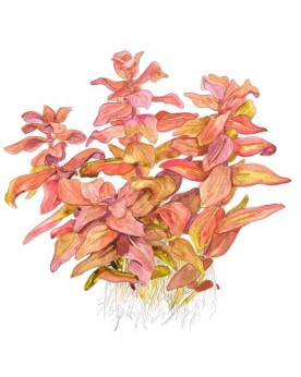 Rotala macrandra plante a tiges rouges en aquarium