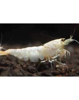 Caridina Logemanni Snow White - crevette blanc pur