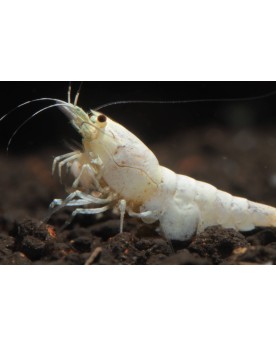 Caridina Logemanni Snow White - crevette blanc pur
