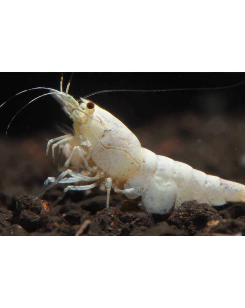 Caridina Logemanni Snow White - crevette blanc pur