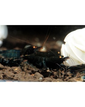 Caridina Taiwan Bee yeux oranges type Shadow