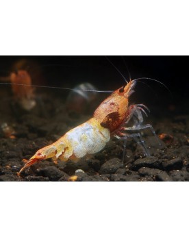 Crevette Caridina Taiwan Bee Red Bolt acclimatation