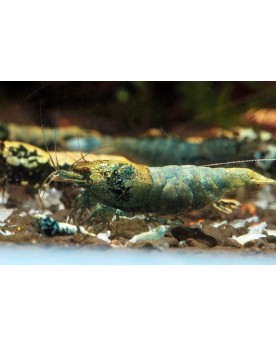 Blue Bolt crevette de souche Boa