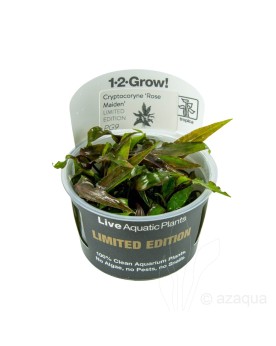 Cryptocoryne nurii Rose Maiden Tropica feuilles tigrees