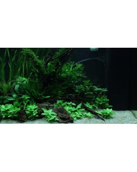 Staurogyne repens plante d avant plan pour aquarium
