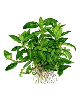 Staurogyne repens plante d avant plan pour aquarium