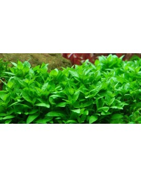 Staurogyne repens plante d avant plan pour aquarium