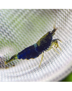 Caridina Ocean Blue juveniles bleu marine