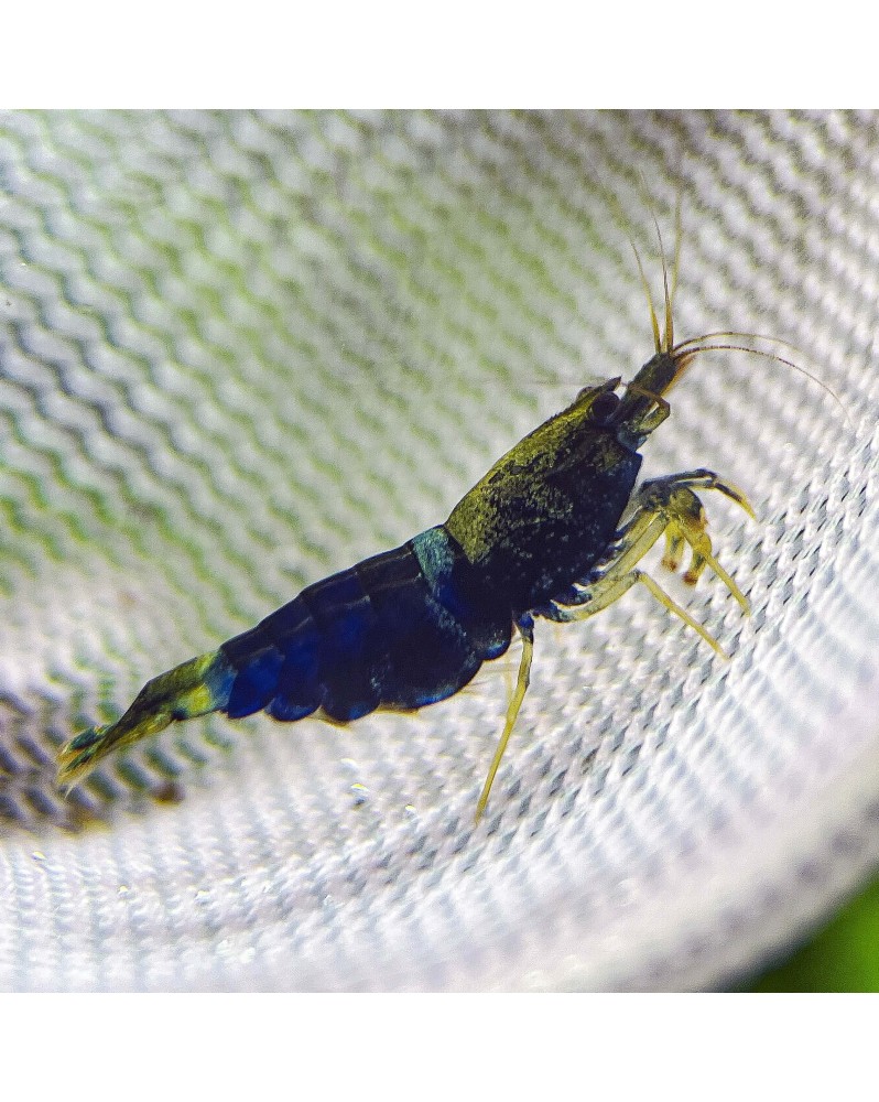 Caridina Ocean Blue juveniles bleu marine
