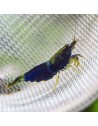 Caridina Ocean Blue juveniles bleu marine