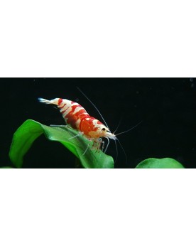 Crevettes Fancy Tiger Red couleurs opaques