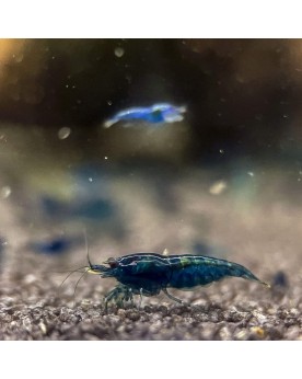 Crevette Blue Dream souche bleue 1-1.5 cm