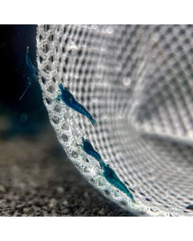 Crevette Blue Dream souche bleue 1-1.5 cm