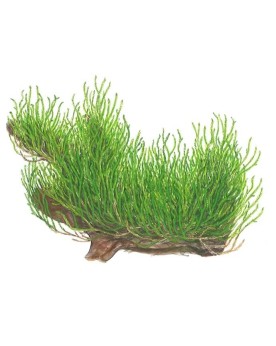 Mousse Flame asiatique, pousses verticales 5-15 cm
