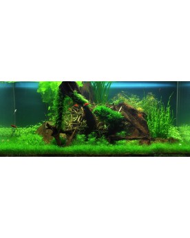 Utricularia graminifolia en aquarium