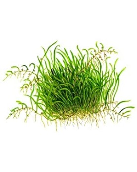Utricularia graminifolia en aquarium