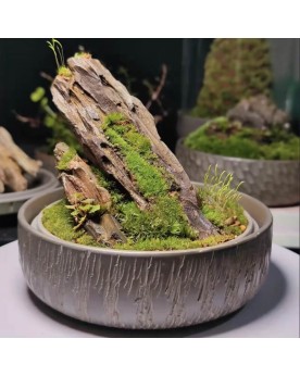 Mini mossarium Nixing motif Knife, base poterie H4,5 D12cm