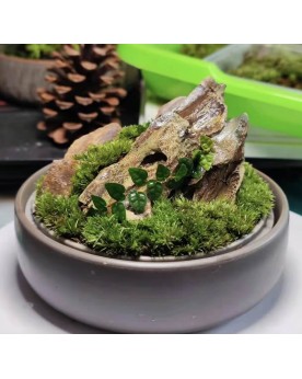 Mini mossarium Nixing poterie martele 12x4.5 cm