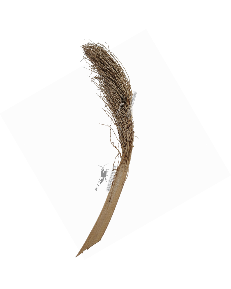 Torches de palmier pour aquarium a crevettes 30-40 cm