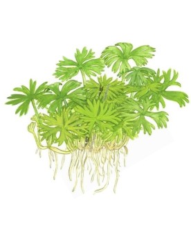 Ranunculus couvre-sol d Australie 5-10 cm en aquarium