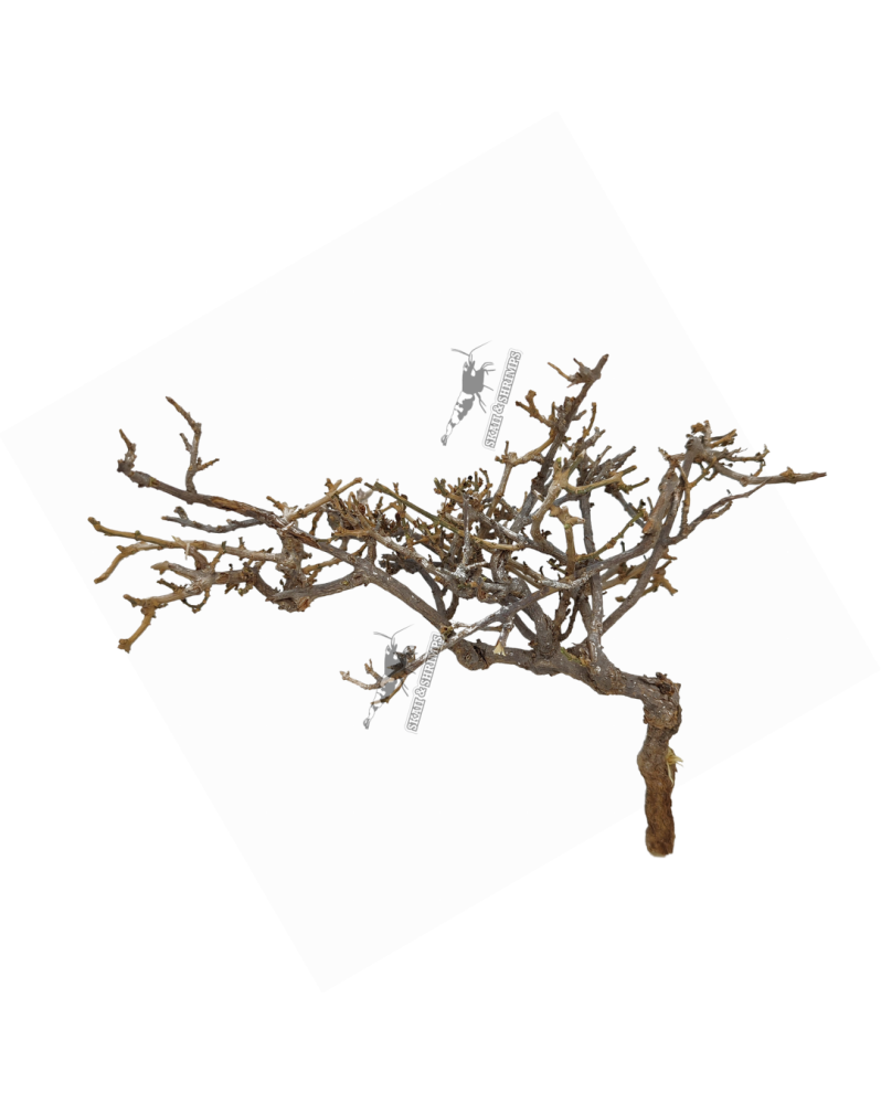 MinBonsai racine pour bonsai et aquascape