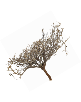 MinBonsai racine pour bonsai et plantes epiphytes