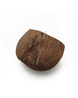 Gousse de palmier naturelle 6-7 cm