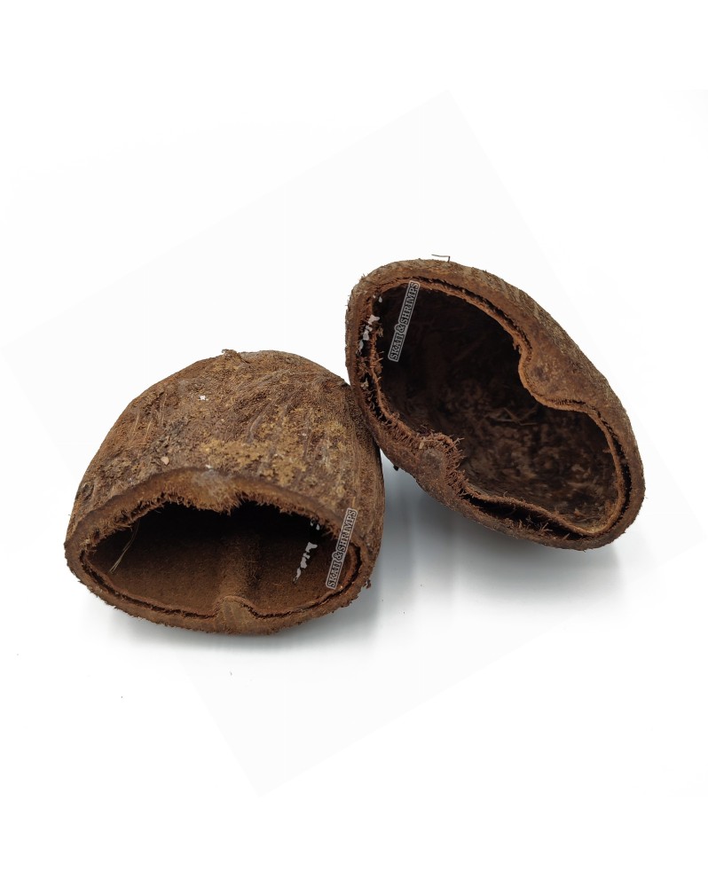 Gousse de palmier naturelle 6-7 cm