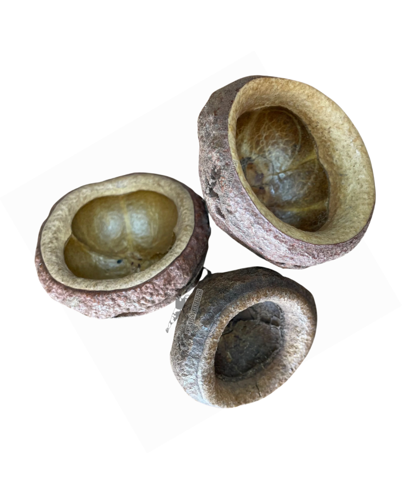 Gousse de Chapeuzino pour aquarium biotope 5 a 8 cm
