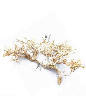 MinBonsai racine ideale pour bonsai et aquascape