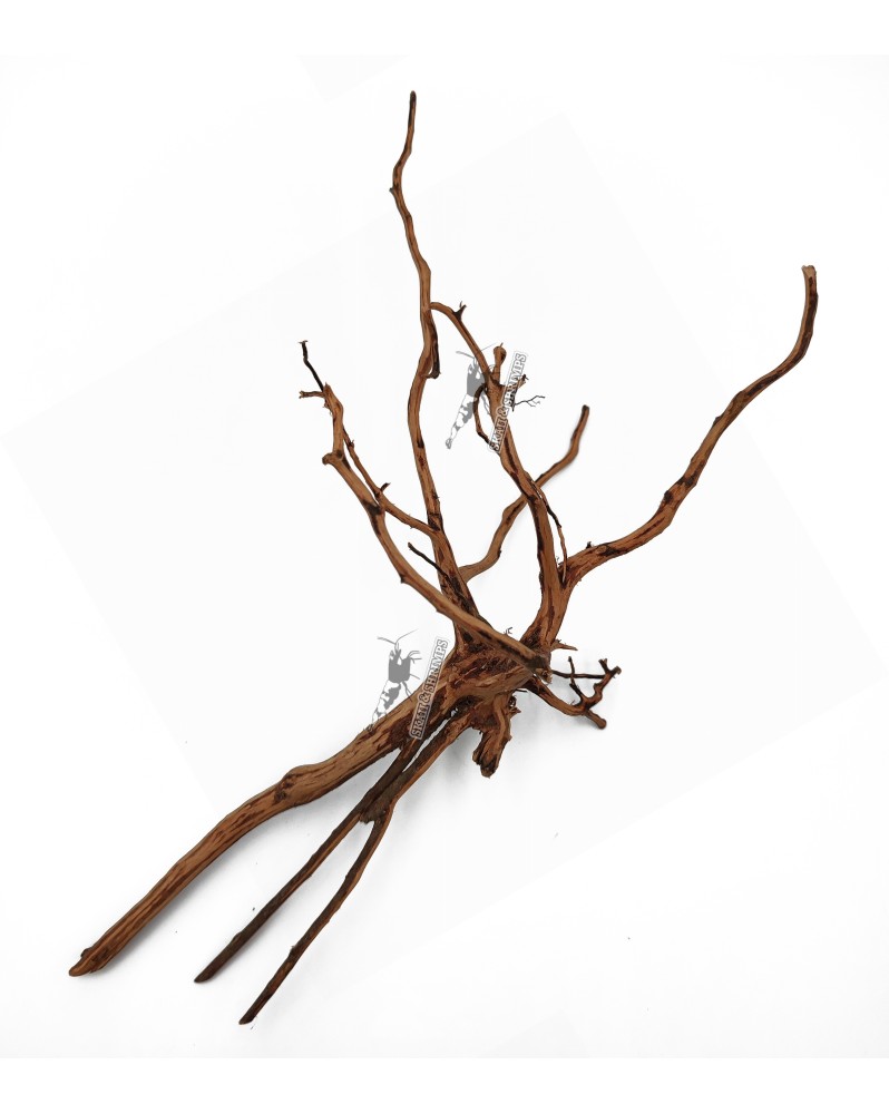 Bois Dark Snake pour aquascaping et aquarium a crevettes