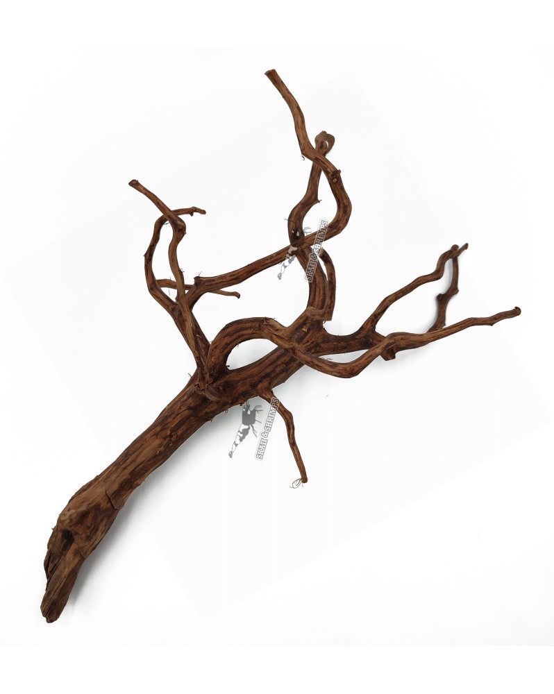 Dark Snake Wood bois aquascaping aquarium crevettes
