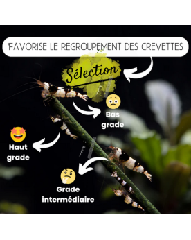 Lollie Carotene naturel pour crevettes