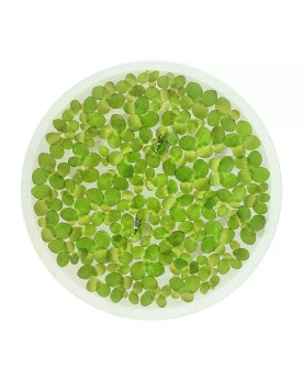 Spirodela polyrhiza tapis de verdure