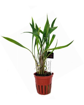 Cryptocoryne Spiralis Red plante rougeatre aquarium