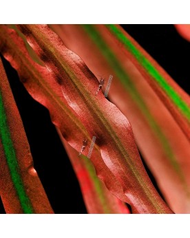 Cryptocoryne Spiralis Red plante rougeatre aquarium