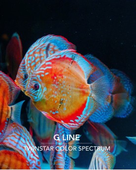 Rampe TWINSTAR LIGHT G LED RGB Orange