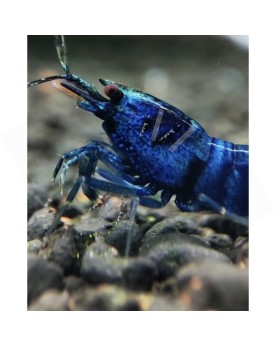 Caridina logemanni - Blue Bolt Deep - Top (Elev. France)