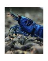 Caridina Blue Bolt Extreme - crevette bleu intense