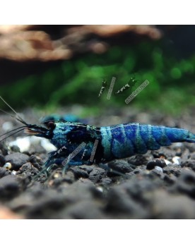 Caridina Blue Bolt Extreme - crevette bleu intense