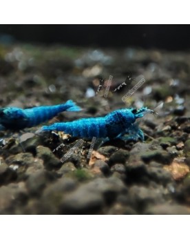 Caridina Blue Bolt Extreme - crevette bleu intense