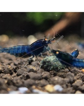 Blue Devil Shrimps Mid - Crevette Bleue yeux oranges