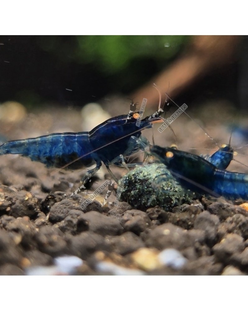 Blue Devil Shrimps Mid - Crevette Bleue yeux oranges