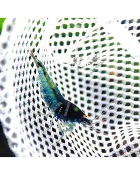 Blue Devil Shrimps Mid - Crevette Bleue yeux oranges
