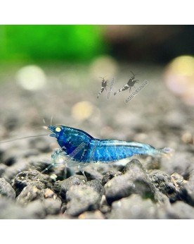 Blue Devil Shrimps Mid - Crevette Bleue yeux oranges
