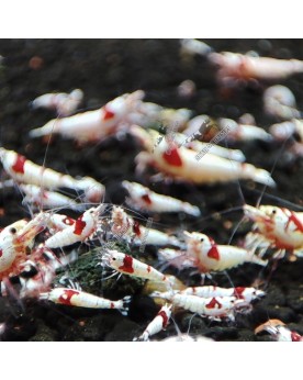 Pure Red Line Mosura - Crevettes Flower Head K14