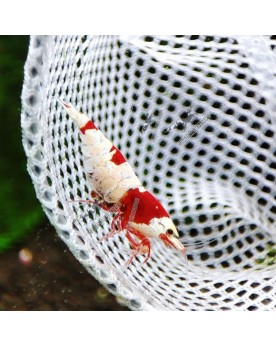 Crevettes Red Line Hinomaru - bande et motif dorsal